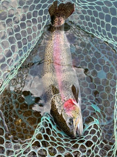 ニジマスの釣果