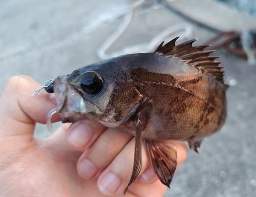 アカメバルの釣果