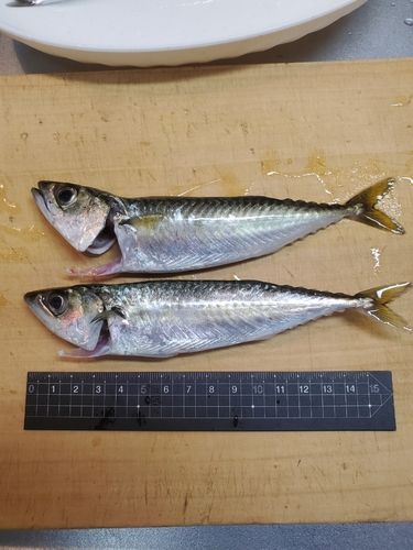 サバの釣果