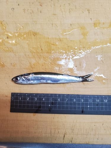 ウルメイワシの釣果