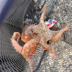 タコの釣果