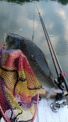 ヘラブナの釣果
