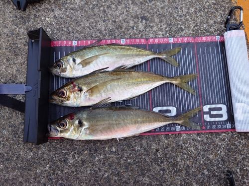 マアジの釣果