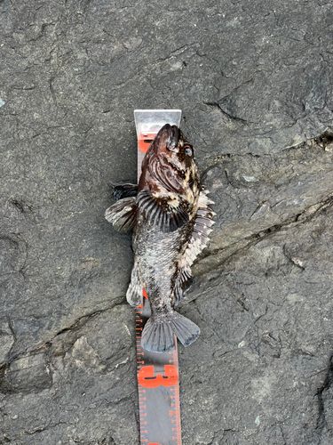オウゴンムラソイの釣果