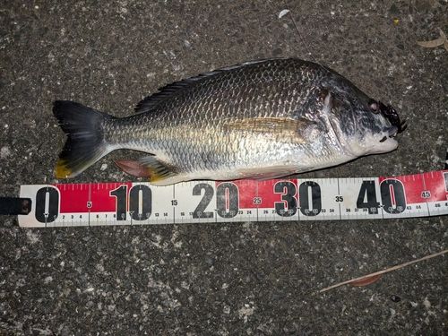 キビレの釣果