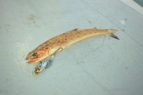エソの釣果