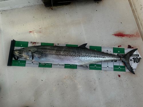 サワラの釣果