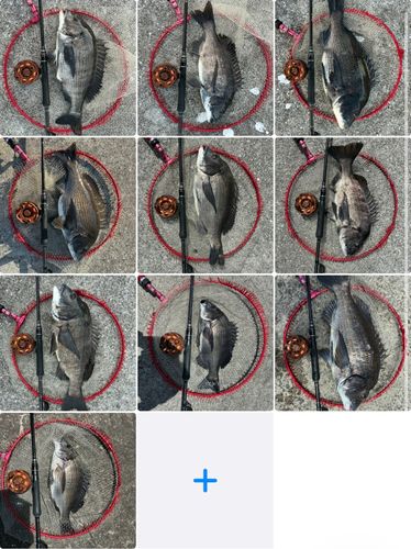 チヌの釣果