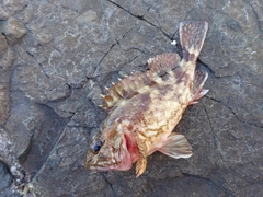 ガシラの釣果