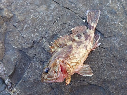 ガシラの釣果