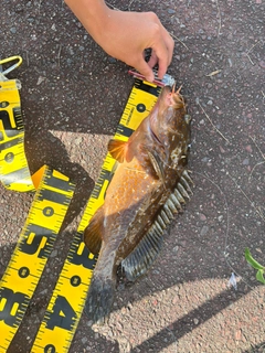 アコウの釣果
