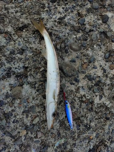 カマスの釣果