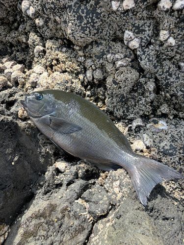 メジナの釣果