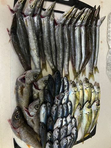 タカベの釣果