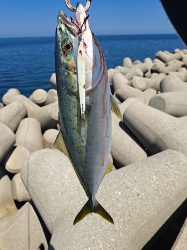 イナダの釣果