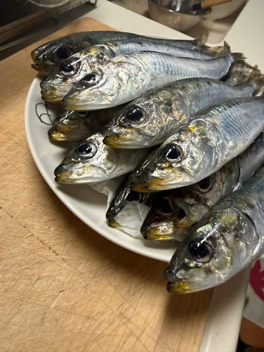 イワシの釣果