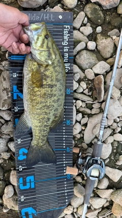スモールマウスバスの釣果