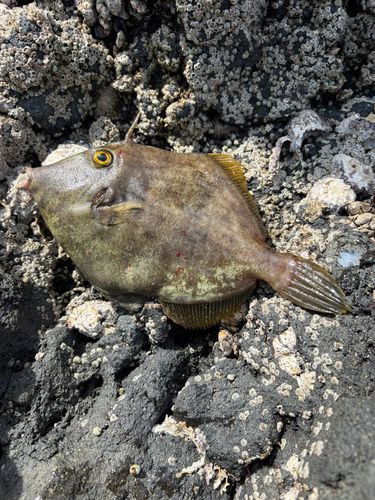 カワハギの釣果