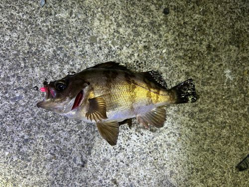 シロメバルの釣果