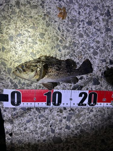 ソイの釣果