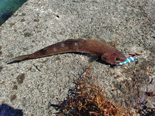 エソの釣果