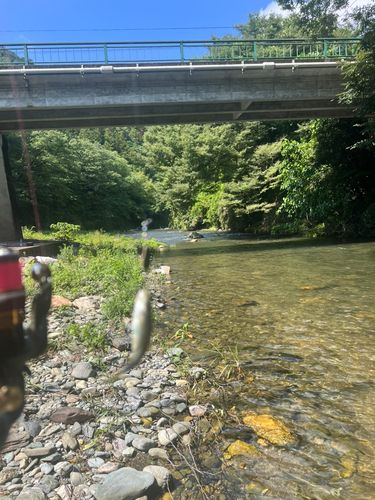 カワムツの釣果