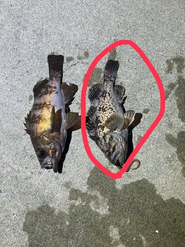 クロソイの釣果
