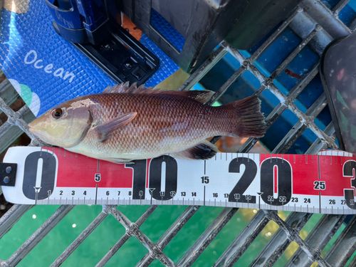 コブダイの釣果