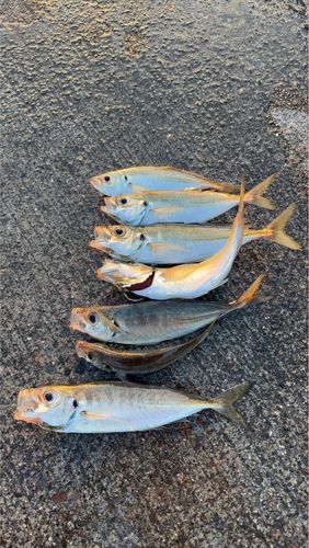 アジの釣果