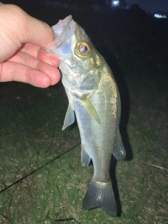 セイゴ（マルスズキ）の釣果