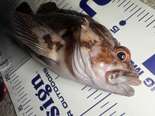 オウゴンムラソイの釣果