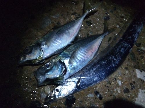 タチウオの釣果
