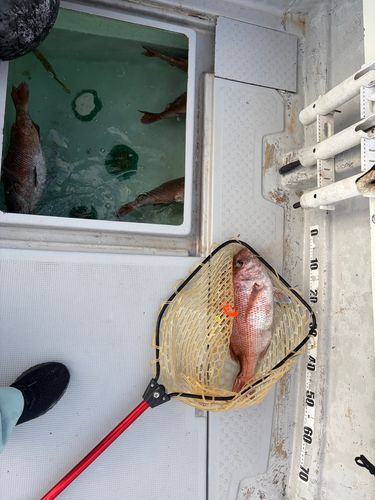 マダイの釣果