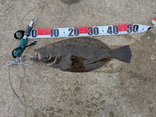 ヒラメの釣果