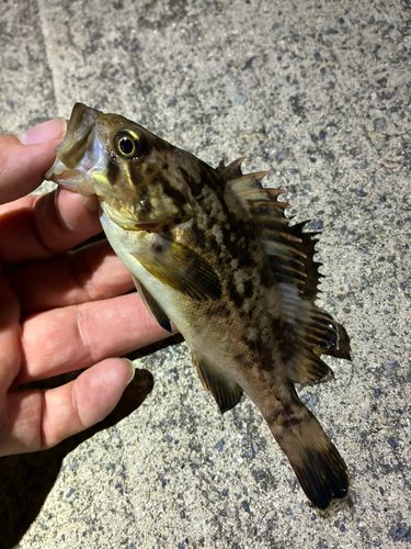 ソイの釣果