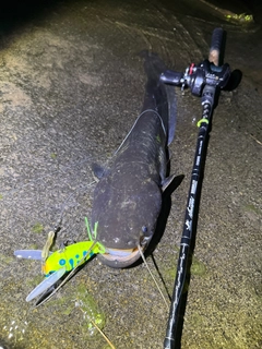 ナマズの釣果