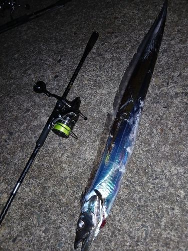 タチウオの釣果