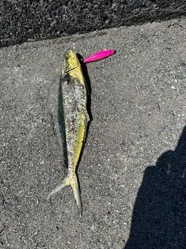シイラの釣果