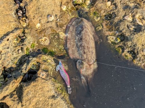 コウイカの釣果