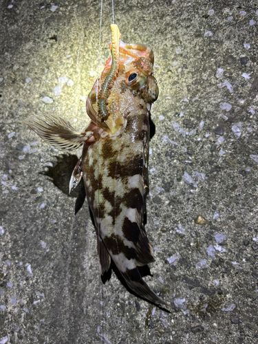 カサゴの釣果