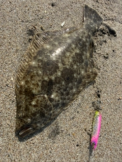 ソゲの釣果
