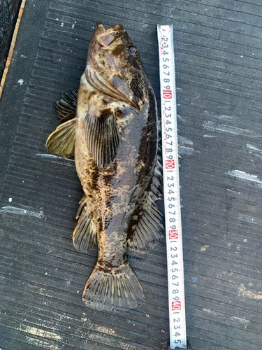 キジハタの釣果
