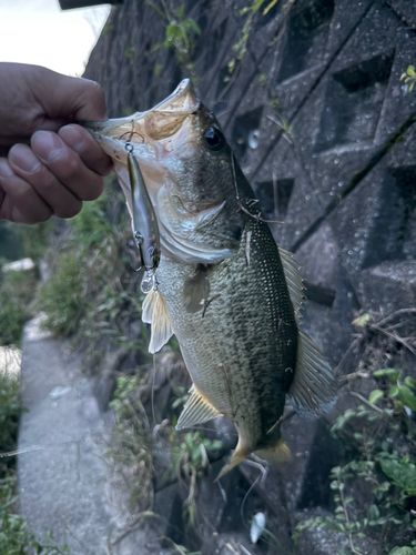 ブラックバスの釣果
