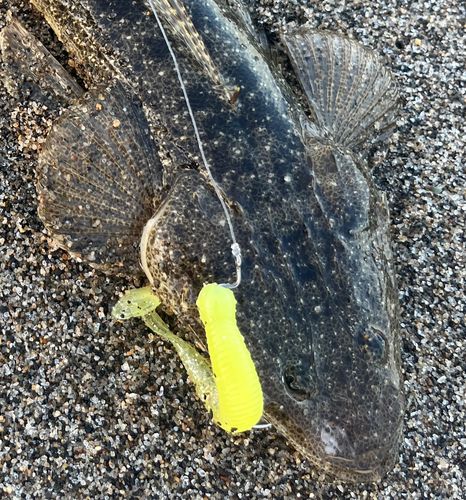 マゴチの釣果