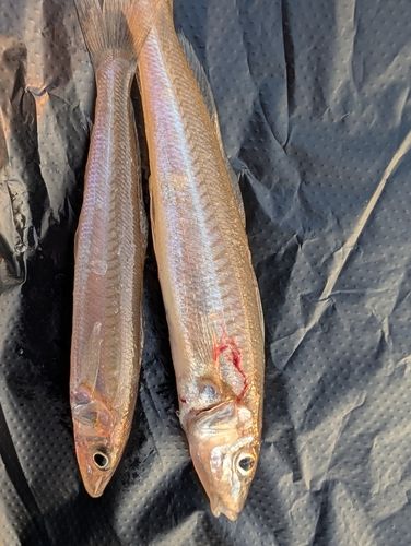 キスの釣果