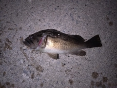 ソイの釣果