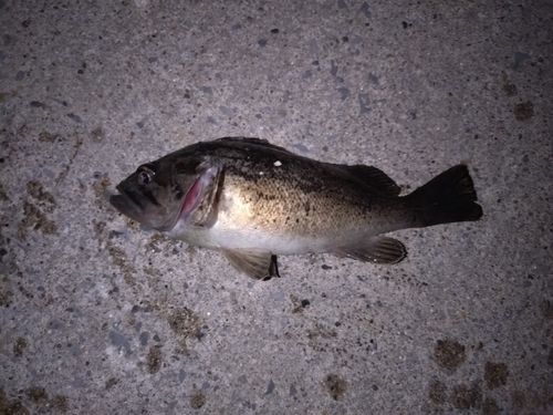 ソイの釣果
