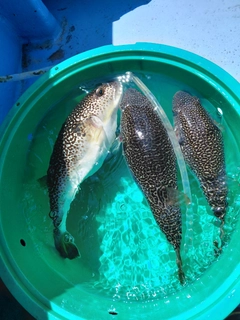 ショウサイフグの釣果