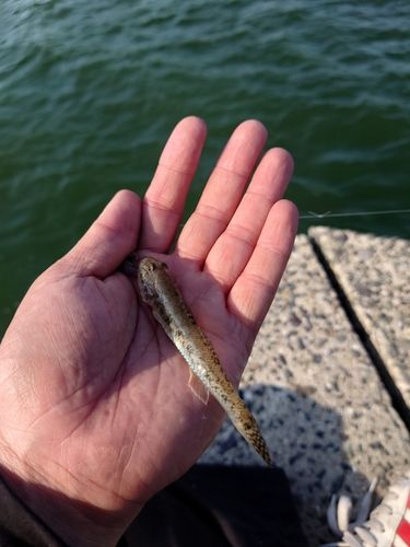 キスの釣果