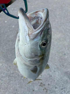 ワラサの釣果